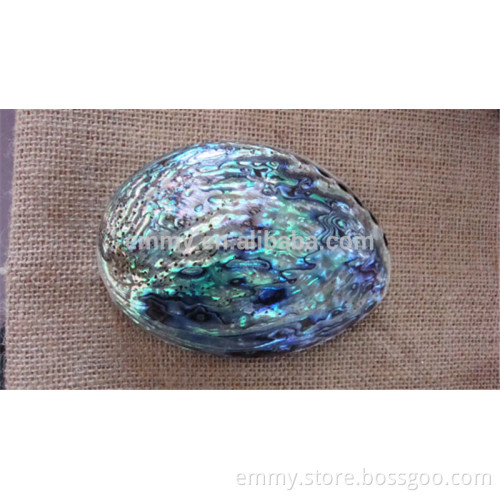 Australia raw abalone shell, nature polished sea shell